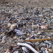 CoastCamp 060 : CoastCamp